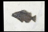 Fossil Fish (Cockerellites) - Green River Formation #179231-1